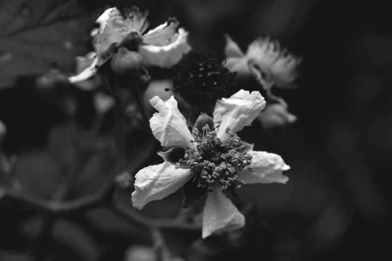 blackberry flowers bw 4.jpg