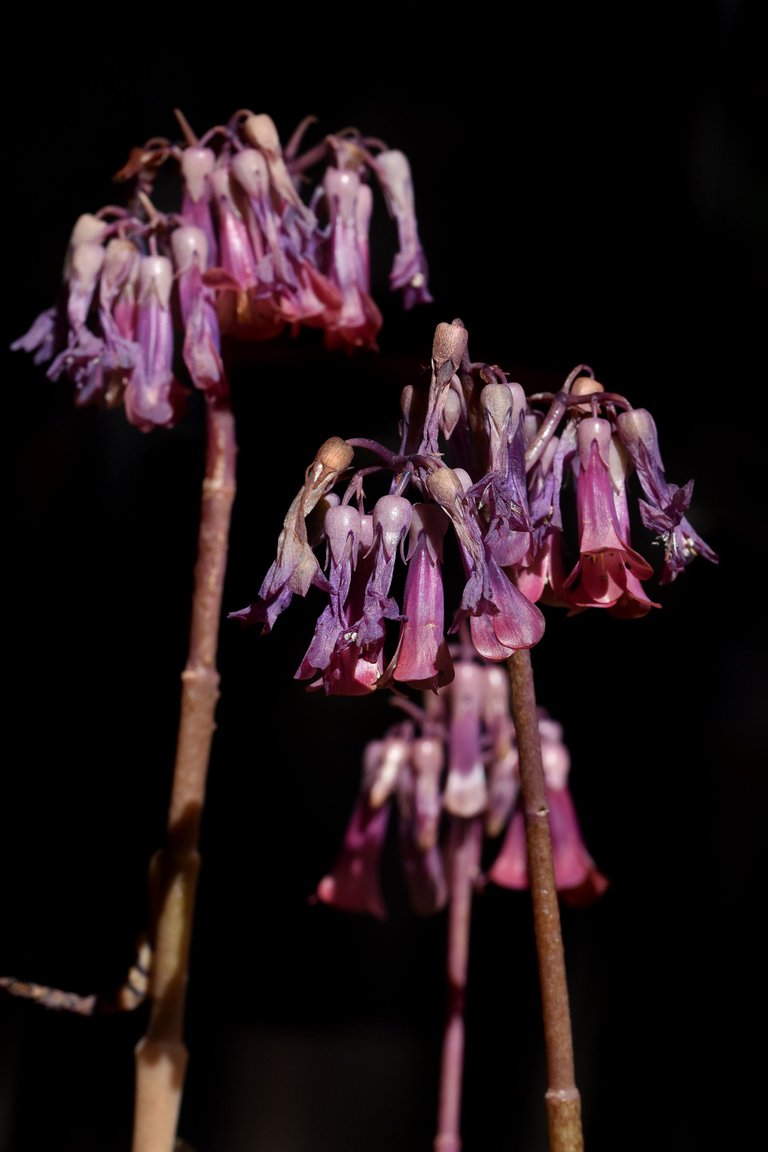 kalanchoe daigremontiana 2023 flowers 1.jpg