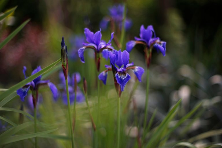 Iris garden takumar.jpg