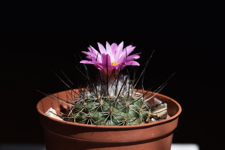 Turbinicarpus Viereckii 2022 1.jpg