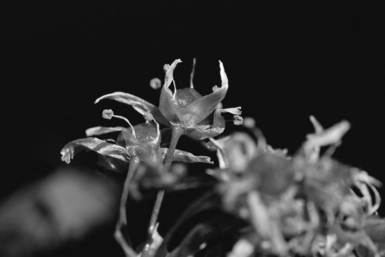 wild garlic flower 4.jpg