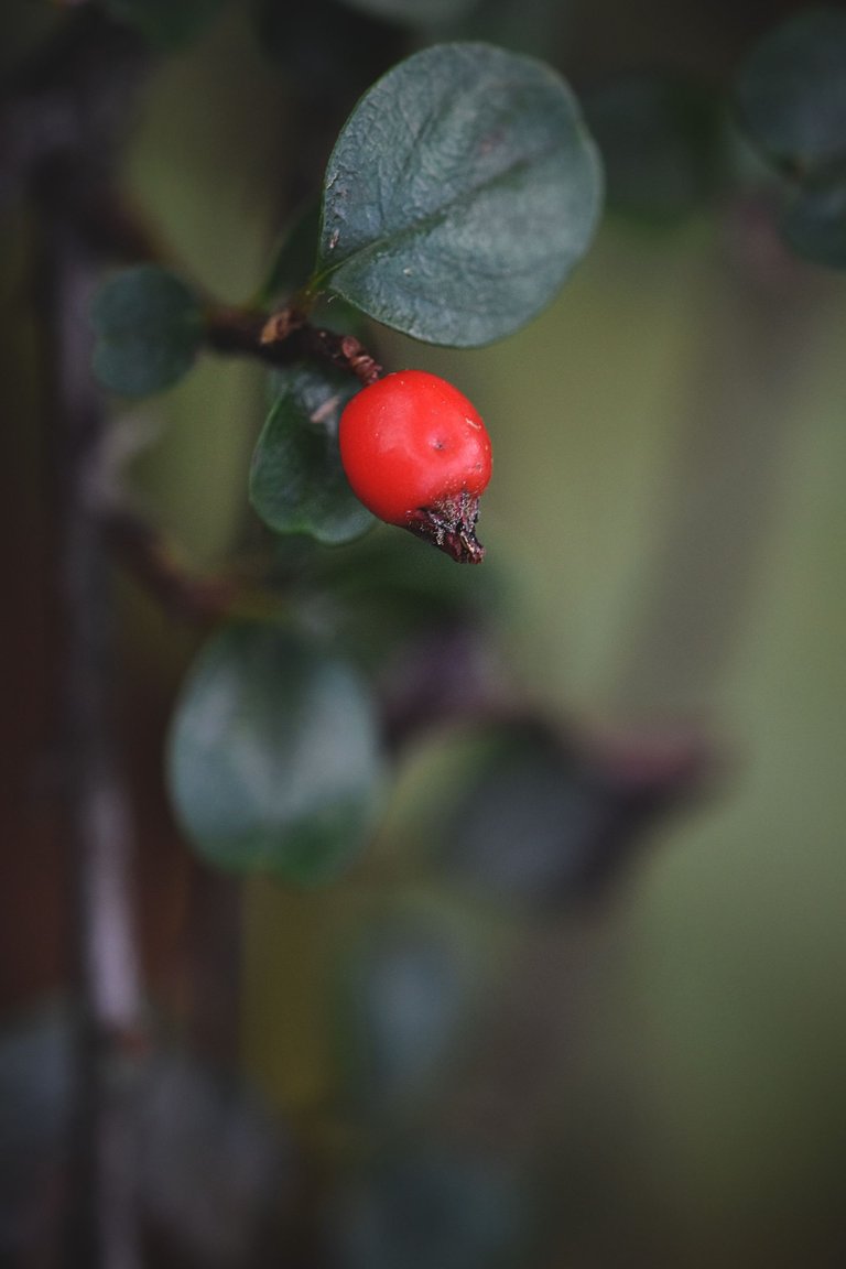 Cranberry Cotoneaster shrub pl 8.jpg