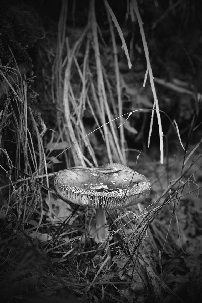 mushrooms gills bw 4.jpg