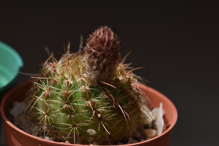 Notocactus Rubrigemmatus flower 2021 3.jpg