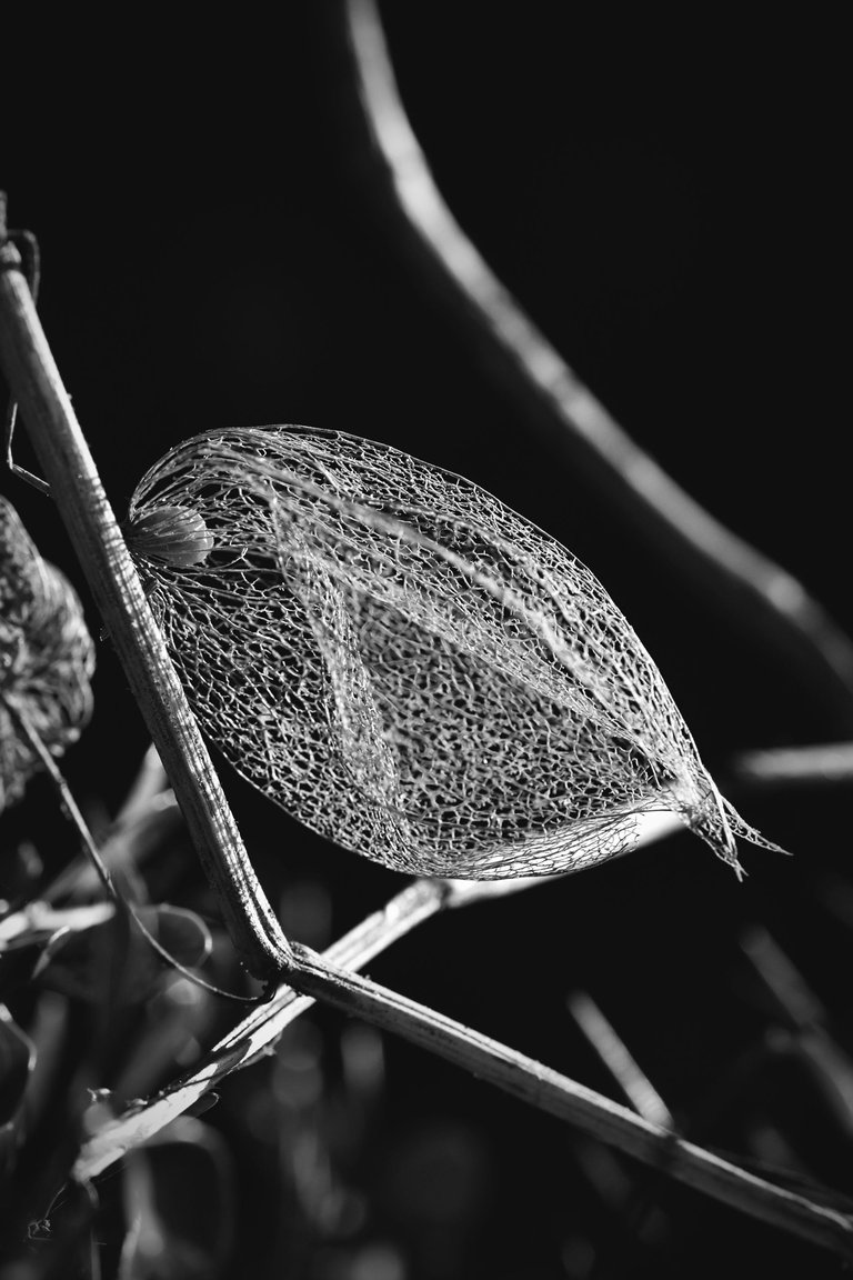 Physalis lace pl bw 12.jpg