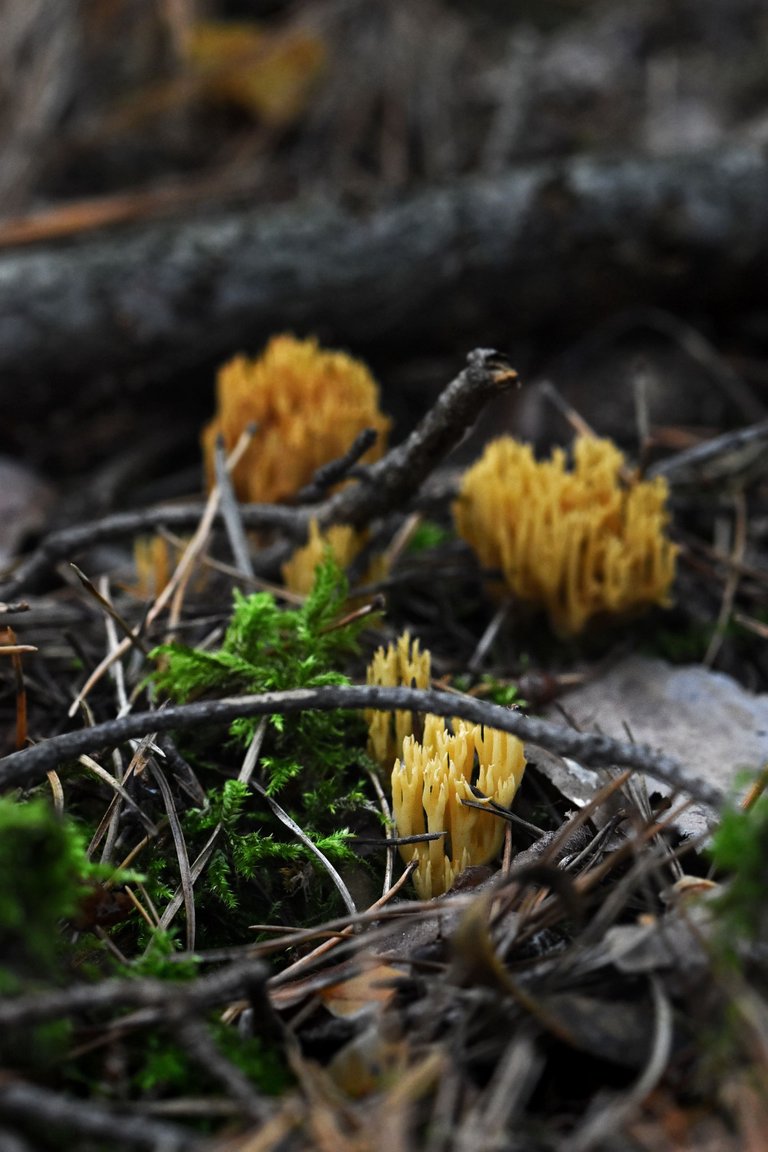 Ramaria yellow mushrooms pl 8.jpg
