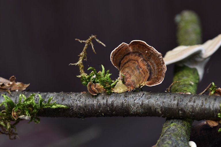 mushrooms on a stick 6.jpg
