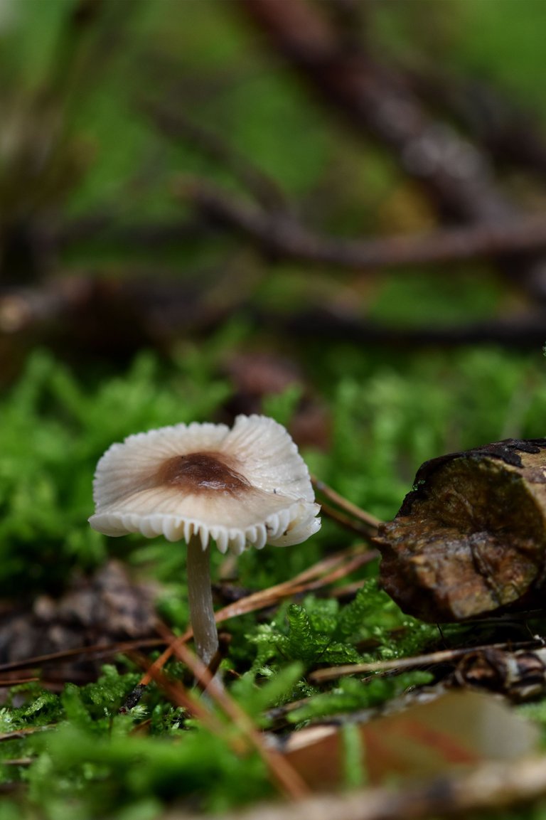 white daisy mushrooms pl 2.jpg