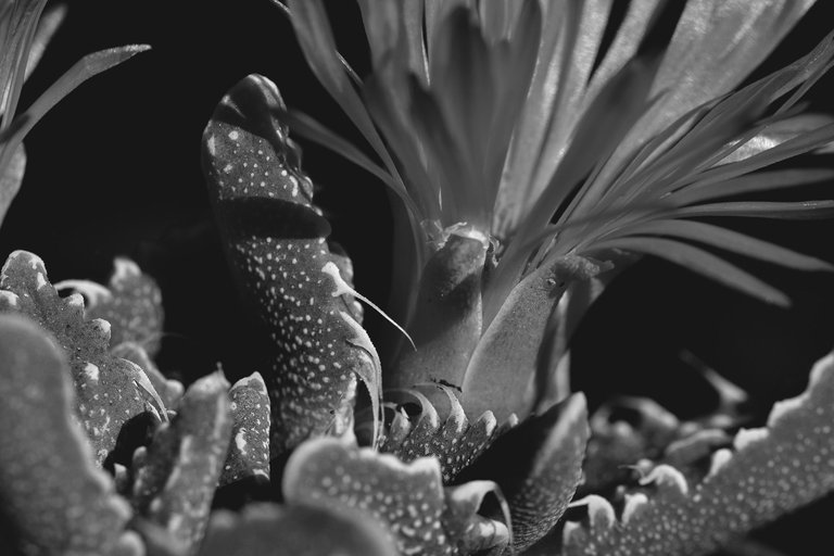 Faucaria tuberculosa spots bw 8.jpg