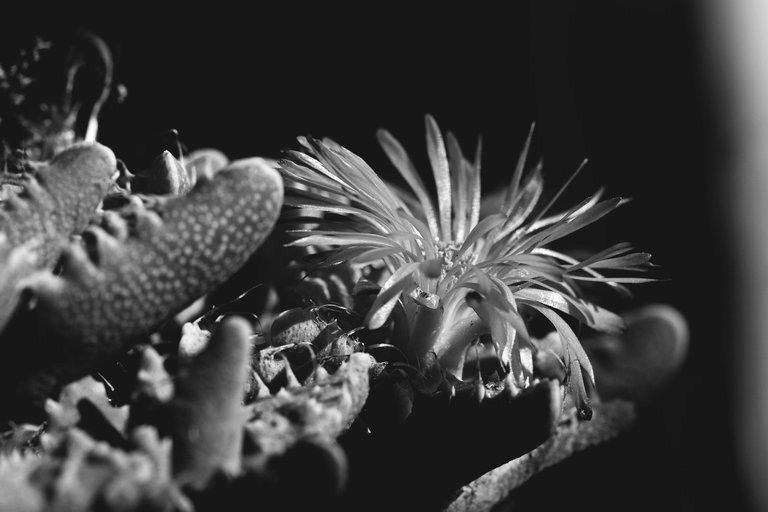 Faucaria tuberculosa spots bw 11.jpg