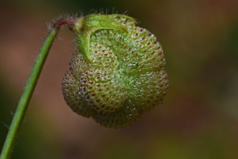 Single-flowered Scorpiurus yellow wildflower 7.jpg