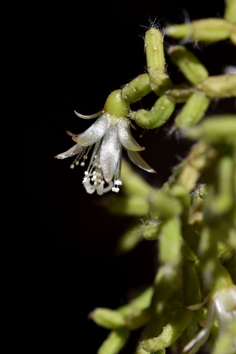 Rhipsalis pilocarpa bloom 2023 4.jpg