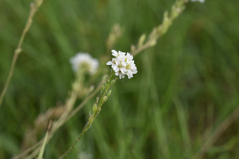 Berteroa incana Hoary alyssum pl 7.jpg