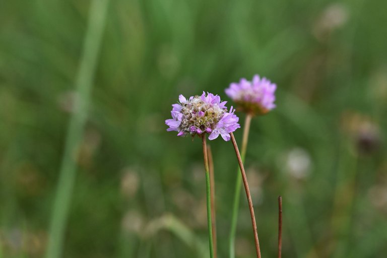 sea thrift pl 1.jpg