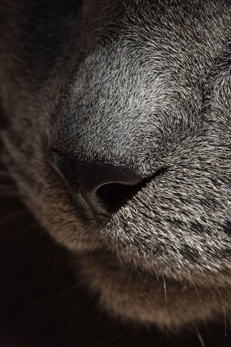 kitty nose macro.jpg