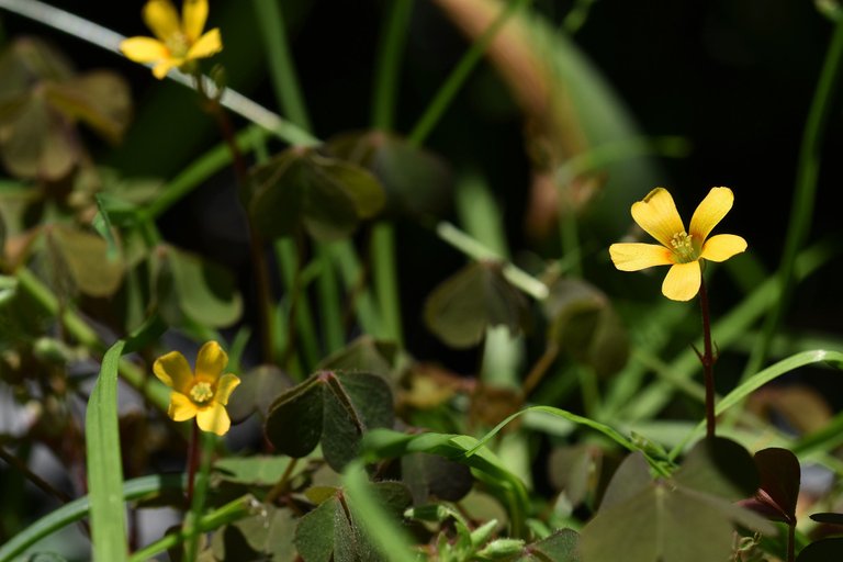 Oxalis corniculata 4.jpg