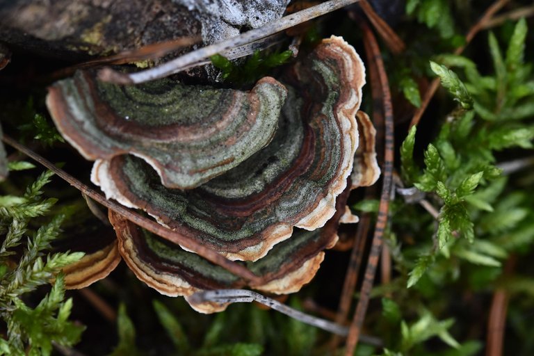 mushrooms birch pile 9.jpg