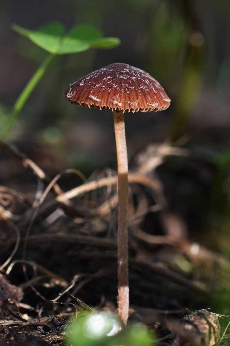 small brown mushroom sugarcoated 9.jpg