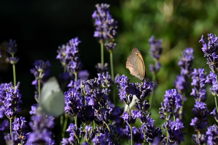 meadow brown butterfly lavender 2.jpg