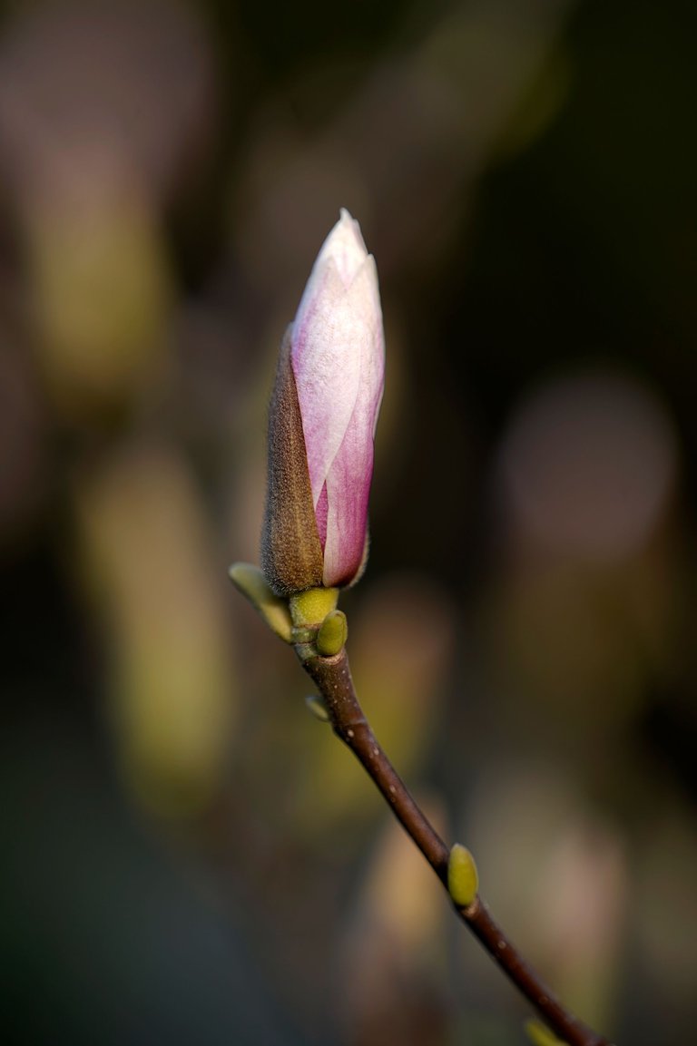 magnolia buds Samyang AF 135mm 1.jpg