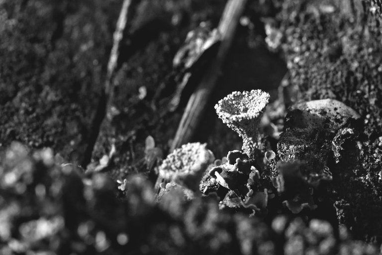 Lichen stump bw 7.jpg