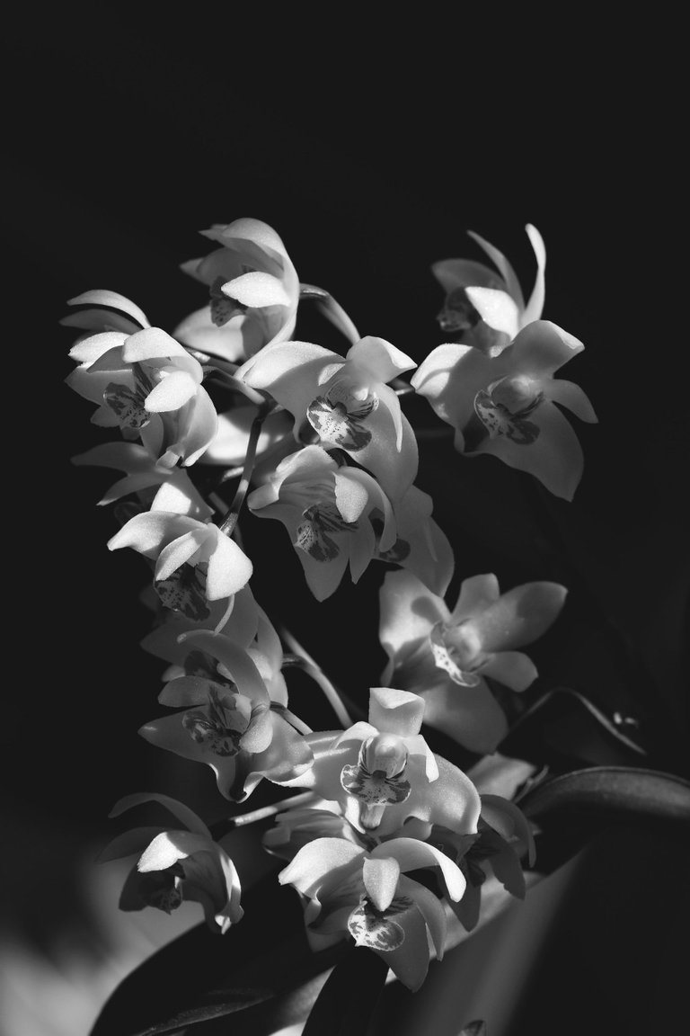 Dendrobium kingianum var. Silcockii bw 3.jpg