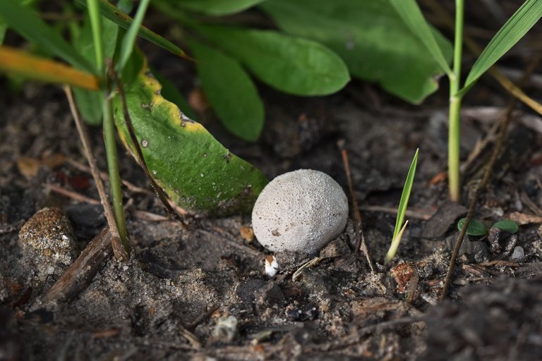 puffball mushroom pl 5.jpg