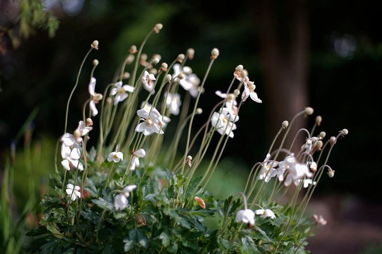 anemones garden takumar 1.jpg