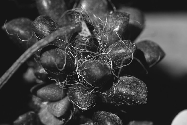 Anacampseros dried flower bw 3.jpg