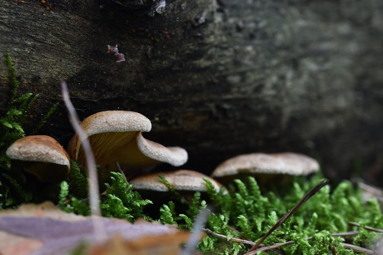mushroom forest pl 4.jpg