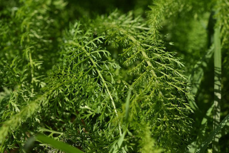 Achillea millefolium wildflower pl 3.jpg