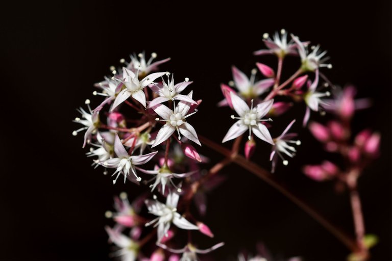 Crassula multicava blooming 2023 2.jpg