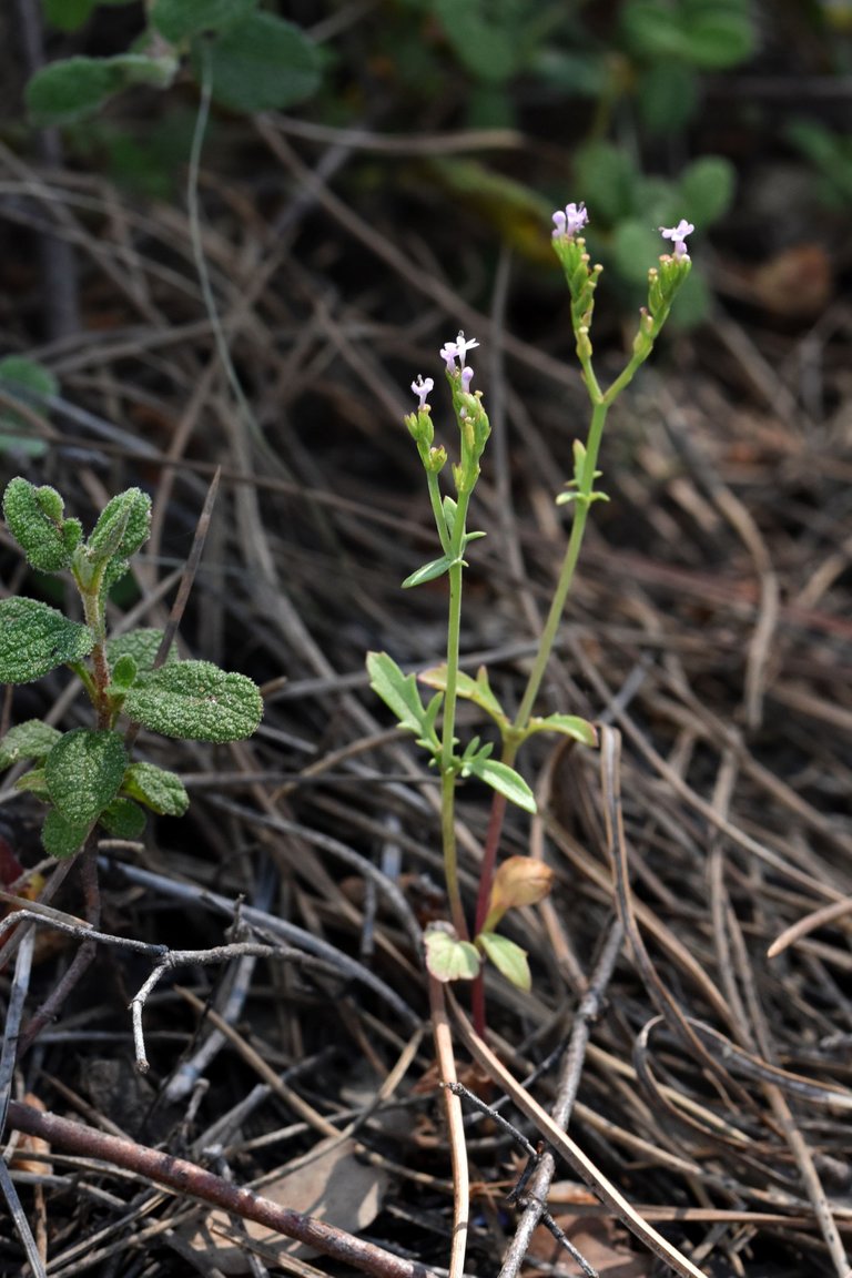 Valerianella dentata 7.jpg