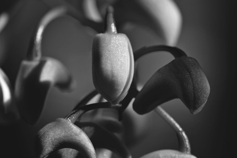 Dendrobium kingianum var. Silcockii bw 6.jpg