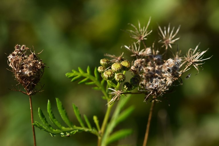 Tanacetum vulgare yellow wilflower pl 3.jpg