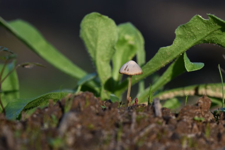 tiny mushroom jan 5.jpg