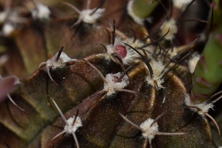 Gymnocalycium Mihanovichii group flower 2021 12.jpg