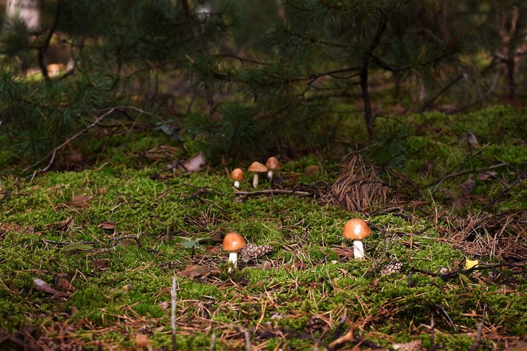 wet mushrooms 6.jpg
