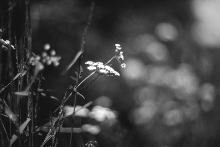 Elderberry flower helios bokeh bw 2.jpg