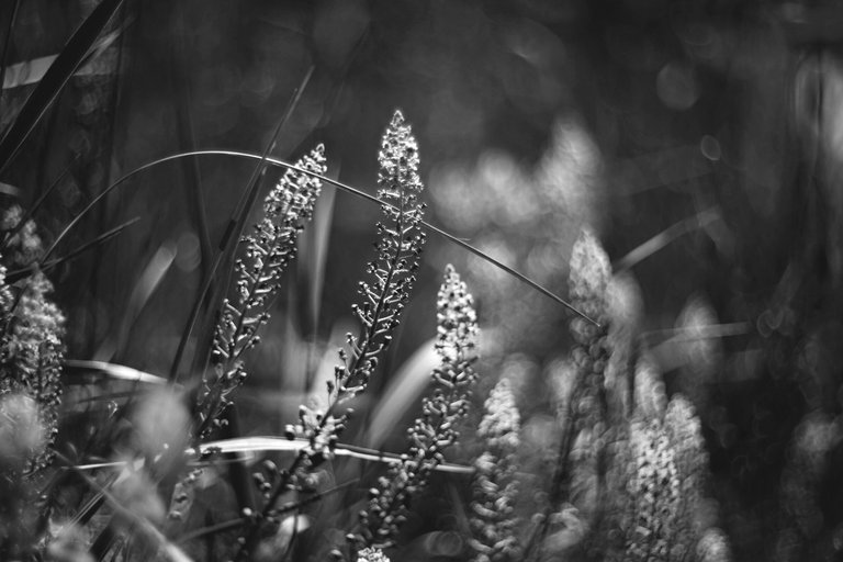 Elderberry flower helios bokeh bw 7.jpg