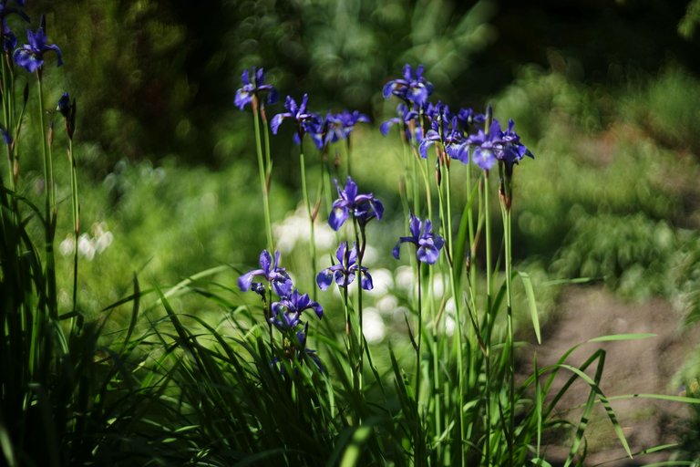 Blue Iris garden pl helios 3.jpg