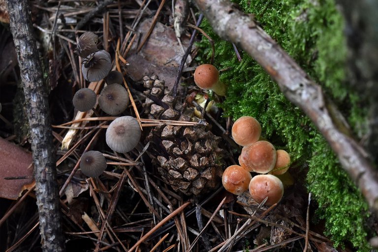 Sulphur Tuft small mushrooms pl 11.jpg