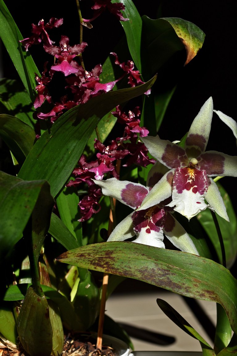 Beallara Tahoma Glacier 2021 11.jpg