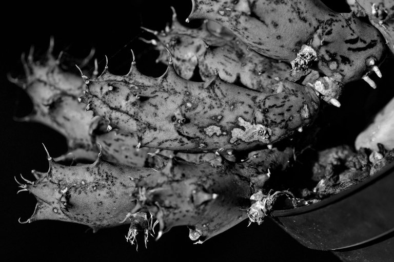 Huernia scars bw 4.jpg