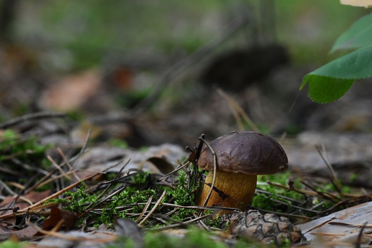 mushrooms forest pl 2.jpg