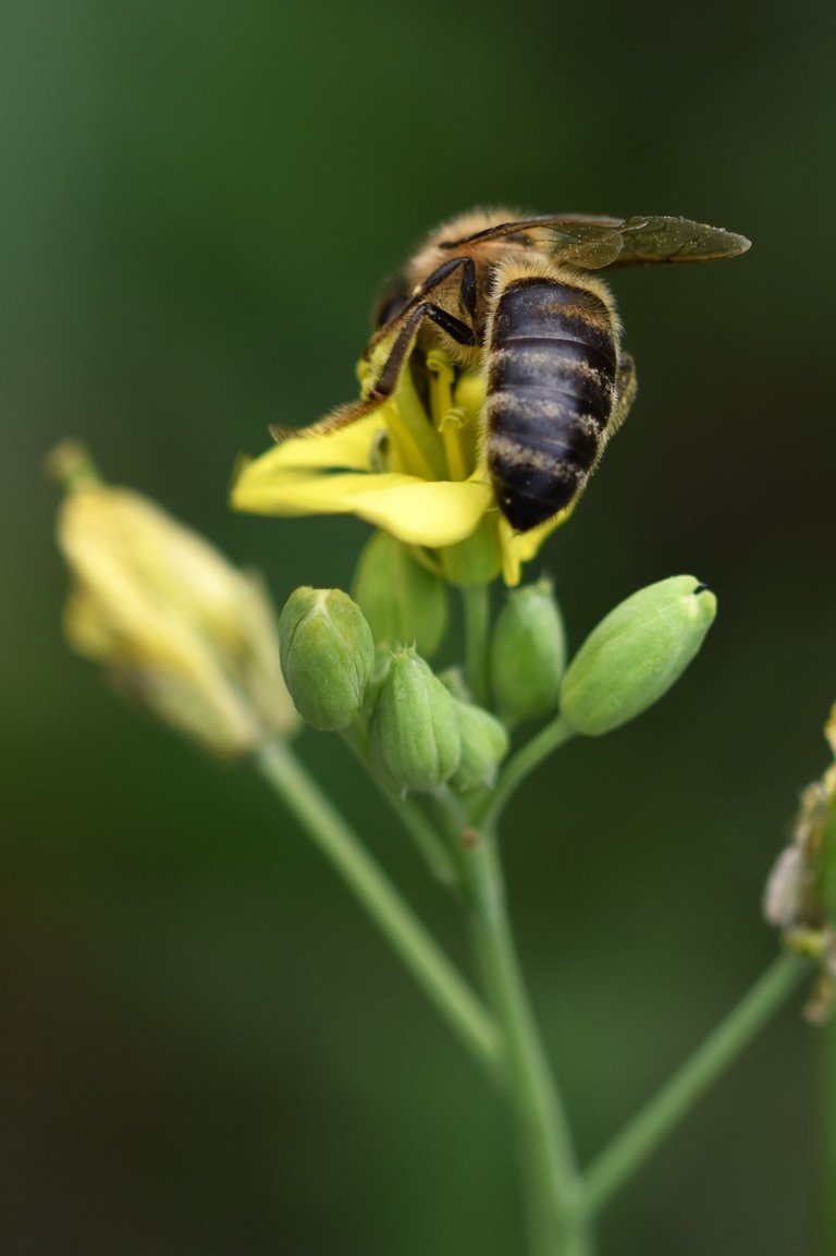 yellow ruccola bee pl 6.jpg