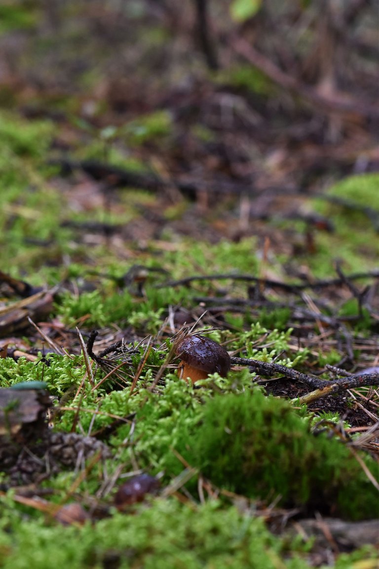 boletus mushroom pl 7.jpg