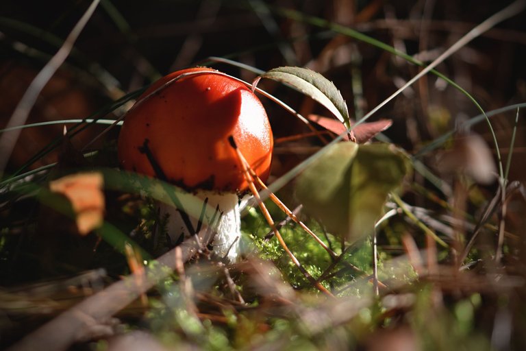 orange mushrooms pl 1.jpg