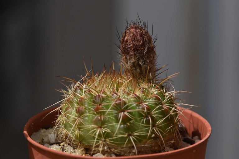 Notocactus Rubrigemmatus flower 2021 2.jpg