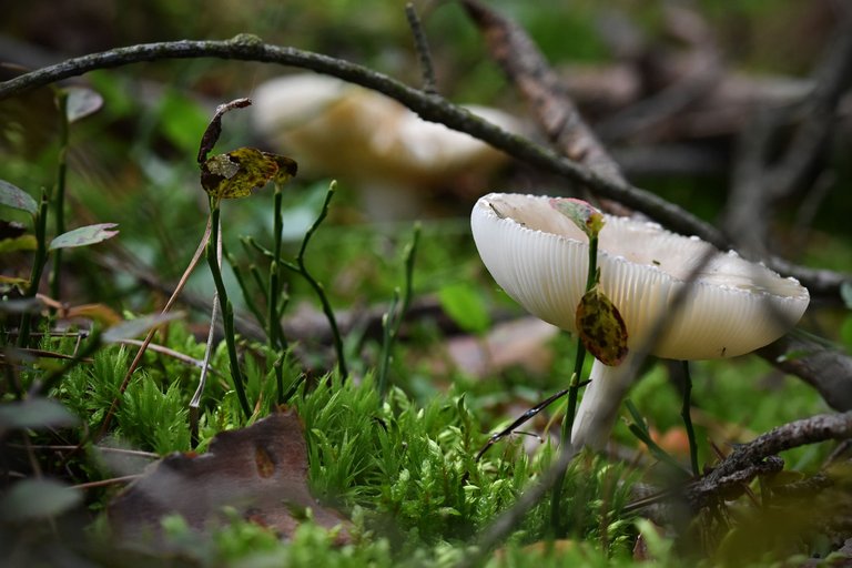 white mushrooms puddle pl 7.jpg